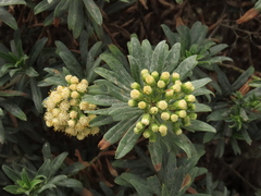 Monticalia pulchella