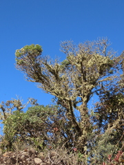 Monticalia pulchella