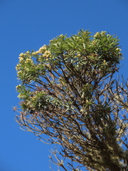 Monticalia pulchella