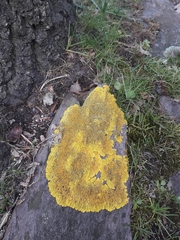 Xanthoria calcicola