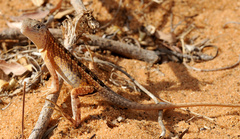 Chalarodon madagascariensis