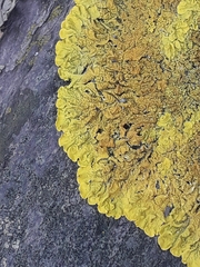 Xanthoria calcicola