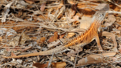 Chalarodon madagascariensis