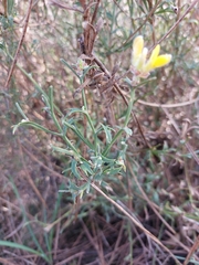 Genista tridentata