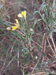 Genista tridentata