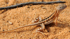 Chalarodon madagascariensis