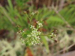 Niphogeton ternata