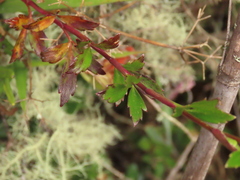 Niphogeton ternata