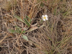 Noticastrum marginatum