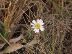 Noticastrum marginatum