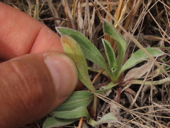 Noticastrum marginatum
