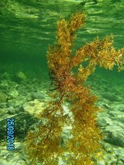 Sirophysalis trinodis