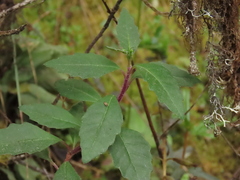 Pentacalia