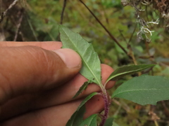 Pentacalia