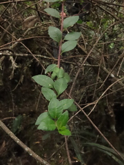 Pentacalia