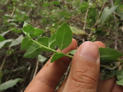 Pentacalia