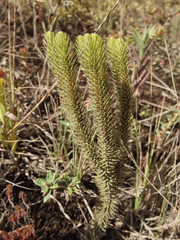Phlegmariurus