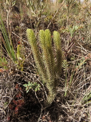 Phlegmariurus