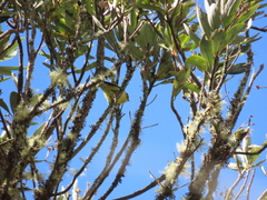 Phyllomyias nigrocapillus