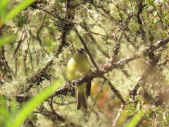 Phyllomyias nigrocapillus