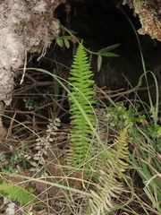 Plagiogyria pectinata