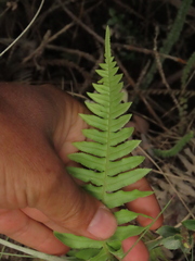 Plagiogyria pectinata