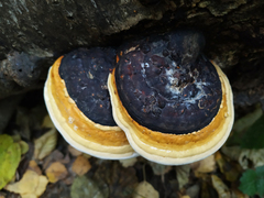 Fomitopsis pinicola