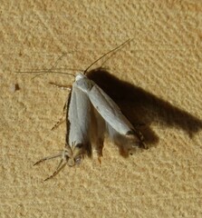 Polyhymno chionarcha
