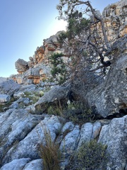 Widdringtonia wallichii