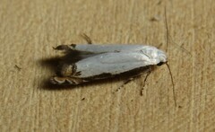 Polyhymno chionarcha