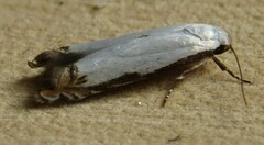 Polyhymno chionarcha