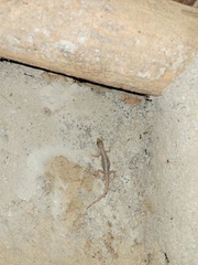 Cnemaspis goaensis