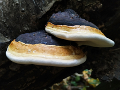 Fomitopsis pinicola