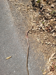 Dendrelaphis chairecacos