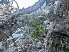 Widdringtonia wallichii