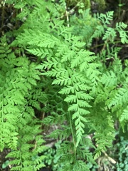 Cystopteris fragilis apiiformis