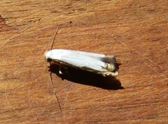 Polyhymno chionarcha