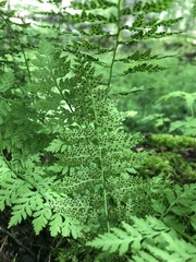 Cystopteris fragilis apiiformis