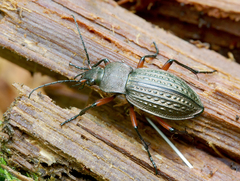 Carabus cancellatus