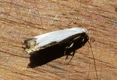 Polyhymno chionarcha