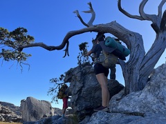 Widdringtonia wallichii