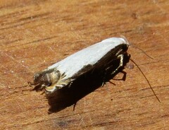 Polyhymno chionarcha