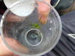 Micrommata virescens