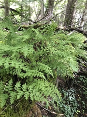 Cystopteris fragilis apiiformis