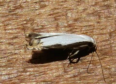 Polyhymno chionarcha