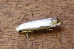 Polyhymno chionarcha