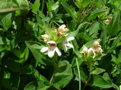 Justicia natalensis