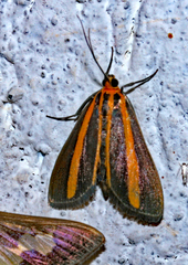 Lyces annulata