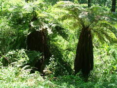 Cyathea dregei