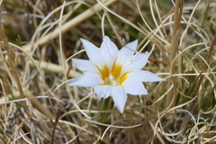 Gentiana sedifolia